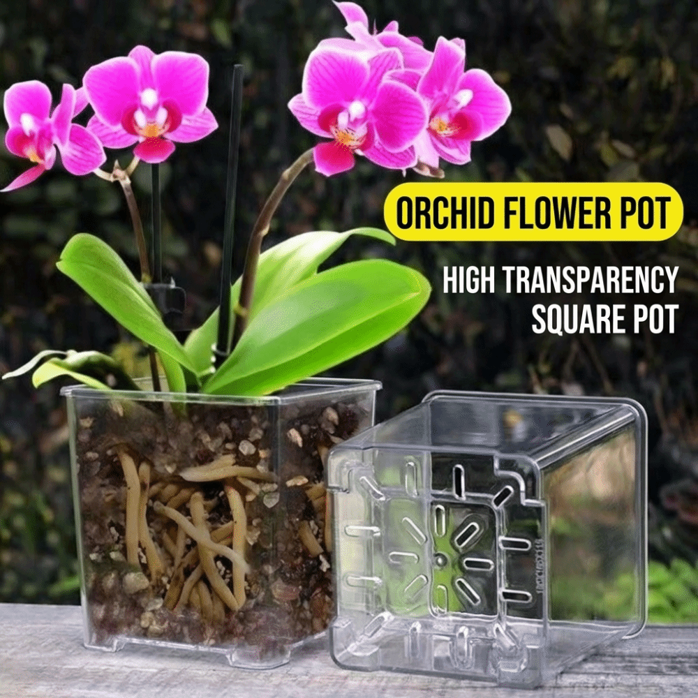 Transparent Material Acrylic P - Aloe Vera Pot review and price