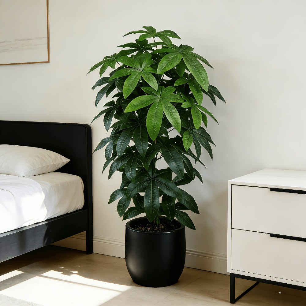 An Artificial Money Tree Pachi - Monstera Adansonii review and price