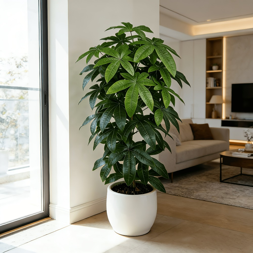 An Artificial Money Tree Pachi - Monstera Adansonii review and price